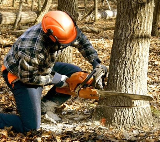 Tree Removal in Parkin, AR